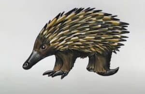 How to Draw an Echidna