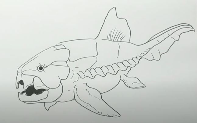 How to draw a Dunkleosteus Step by Step