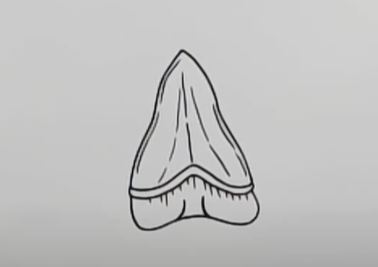 How to draw a Shark tooth step by step