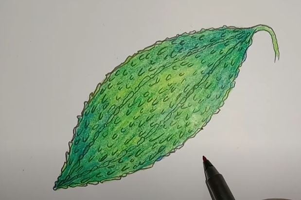 How to Draw Bitter Gourd step by step