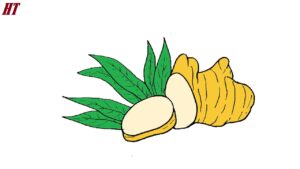 How to Draw Ginger
