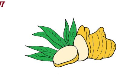 How to Draw Ginger step by step