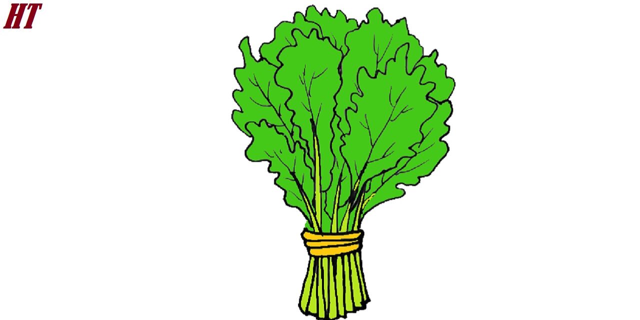 How to Draw Kale step by step