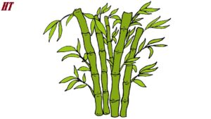 how to draw bamboo