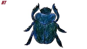 How to Draw a Scarab Beetle