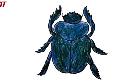 How to Draw a Scarab Beetle Step By Step
