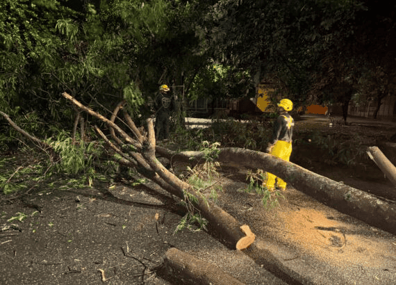 Daños causados por lluvias en Neiva, árboles caídos y sectores afectados por las fuertes lluvias en la ciudad.