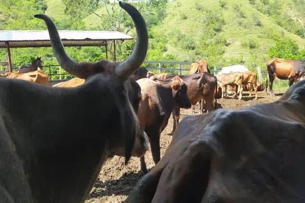 Vacas en un campo de Huila, Colombia, en un entorno rural con vegetación y colinas verdes, mostrando la actividad ganadera en la región.