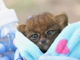Jaguarete de yaguarundí rescatado en Rivera, en proceso de recuperación tras atención veterinaria especializada.