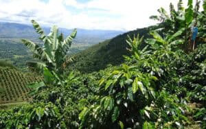 Paisaje de cultivos de café en Huila, región reconocida por su producción cafetera de alta calidad en Colombia.