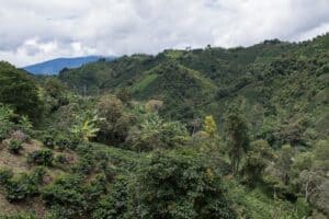 Árboles y plantaciones de café en las montañas de Campoalegre, Huila, Colombia, con vegetación exuberante y paisaje montañoso.