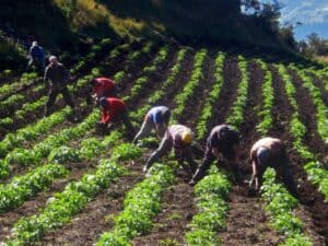 Trabajadores agrícolas en proceso de entrega de tierras en el Huila, promoviendo la Reforma Agraria para fortalecer la economía rural.