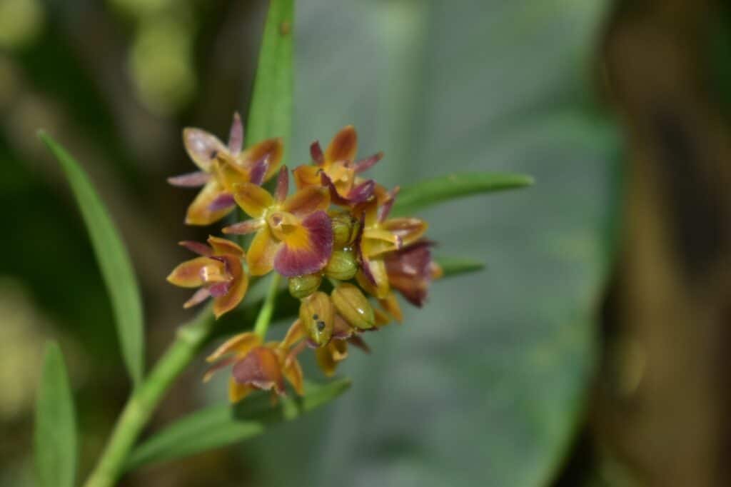 Árbol con flor de biodiversidad en Huila, Colombia, promoviendo la participación comunitaria en la conservación del ecosistema.