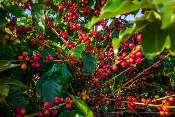 Cosecha de cerezas de café en Huila, Colombia, mostrando las bayas rojas maduras en las plantas, en medio de hojas verdes. La imagen resalta la importancia de la producción cafetera en la región.