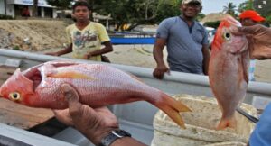 1. Pescado fresco capturado en Huila, Colombia, en una playa con pescadores locales mostrando la calidad y frescura del producto en un entorno natural.