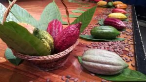 Frutas exóticas de cacao y cacao en semillas, exhibidas en vitrina en Huila TV, resaltando la riqueza agrícola del departamento de Huila en Colombia.