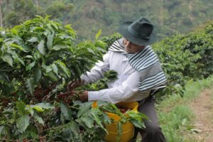 Cosechero tradicional en finca de café en Huila, Colombia, con paisaje montañoso de fondo.