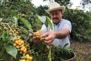 N° alt: Agricultor en finca de Huila cosechando granos de café en medio de exuberante vegetación cafetera colombiana.