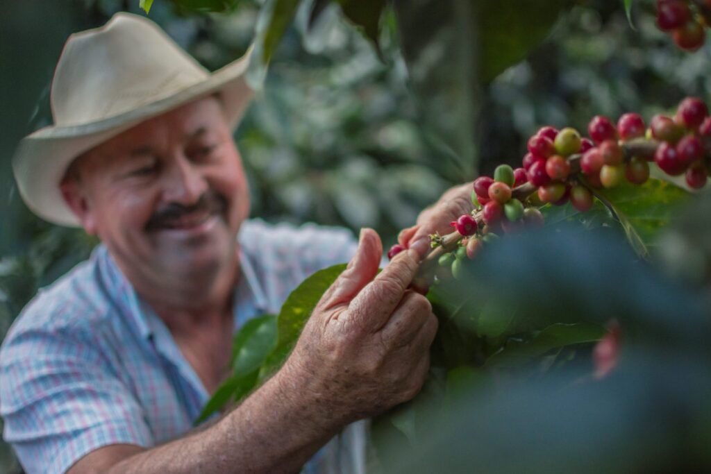 Mano de un agricultor cosechando café en Huila, Colombia, en una finca cafetera. La imagen resalta la cultura cafetera del Huila y el proceso de recolección de granos de café en un entorno natural y típico de la región.