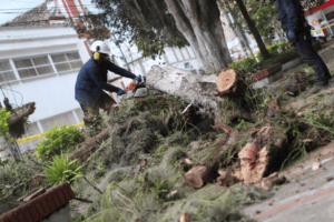 Caída de árbol en Huila TV, voluntarios y equipos limpiando la zona afectada por la tormenta. Trabajos de remoción y limpieza en áreas urbanas afectadas por fenómenos naturales en Huila.