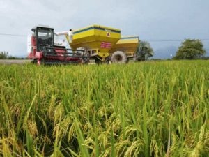 Cosechadora agrícola en un campo de arroz en Huila, enfrentando la crisis arrocera y las pérdidas millonarias para los productores en la región.