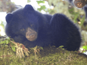 Oso andino en su hábitat natural, símbolo de conservación en Huila.