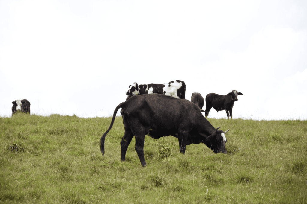 Ganaderos del Huila cuidando vacas en un campo verde, promoviendo la producción sostenible y responsable en la región cafetera y ganadera del Huila.