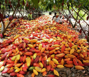 Cacao huilense en cosecha, mostrando una gran cantidad de granos de cacao en un entorno agrícola, con productores en el fondo, promoviendo la recuperación y mejores precios en la región.