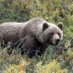 An Old Hunting Story – Part 2 – A Near Death Experience