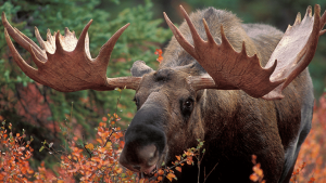 2026 Moose Hunt (50 Entries)