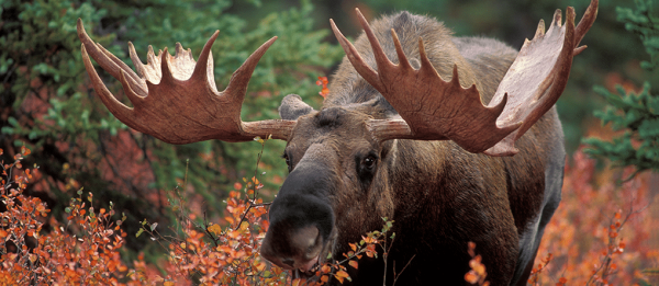2026 Moose Hunt (10 Entries)