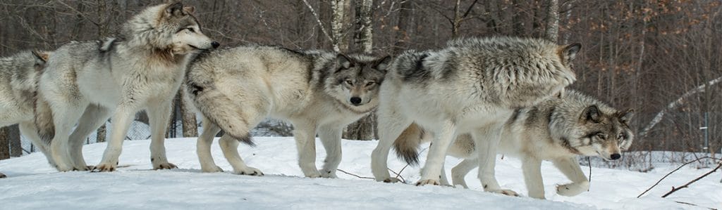 1992 “Wolves in the great lakes area greatly exceed the recovery criteria.