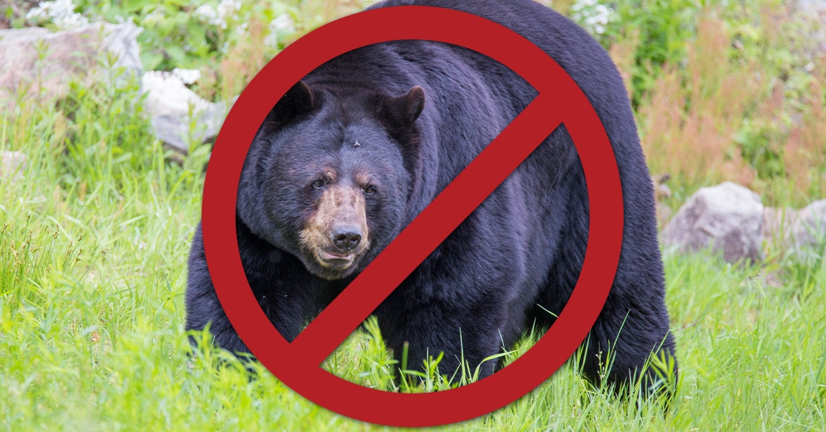 hn-bear-ban-1200x628-20201007 hn-bear-ban-1200x628-20201007