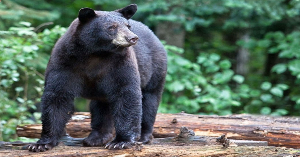 hunter-nation-black-bear-pine-trees-1200x630-20210331 hunter-nation-black-bear-pine-trees-1200x630-20210331