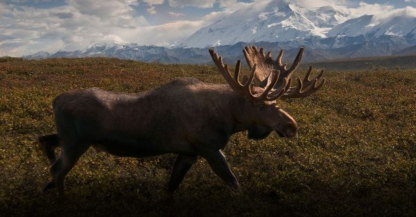 2026 Moose Hunt (10 Entries) - Image 7