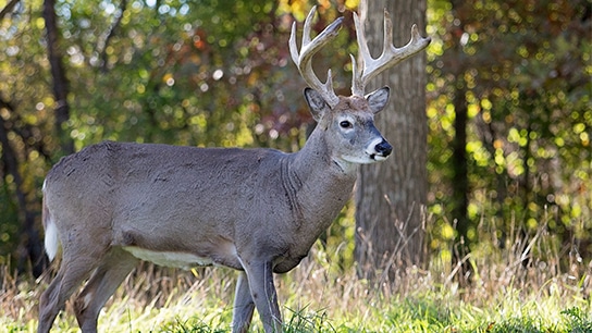 HN-Whitetail-Buck-Images_2021-01-544x306 HN-Whitetail-Buck-Images_2021-01-544x306