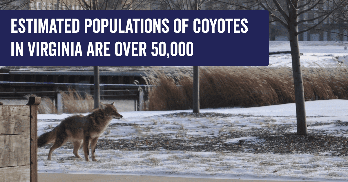 coyote-va-populations coyote-va-populations