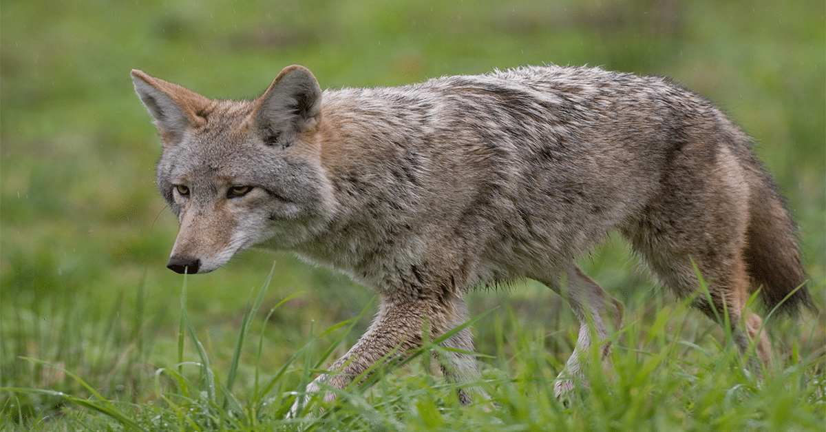 hunter-nation-coyote-149056936-1200x627_202106 hunter-nation-coyote-149056936-1200x627_202106