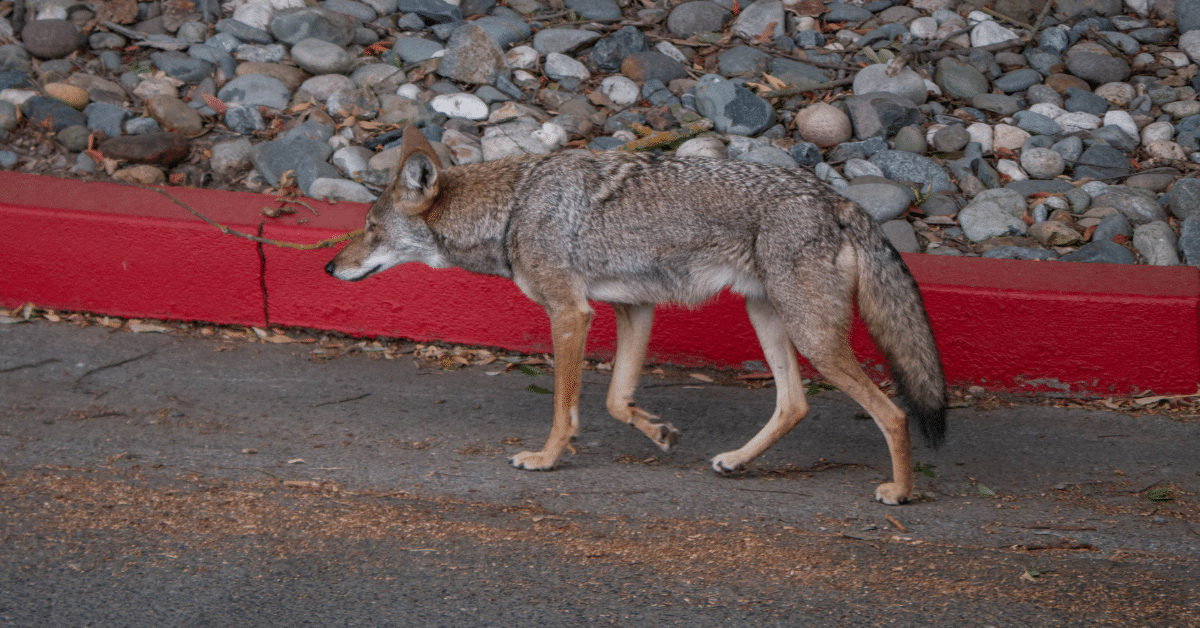 coyote-road coyote-road