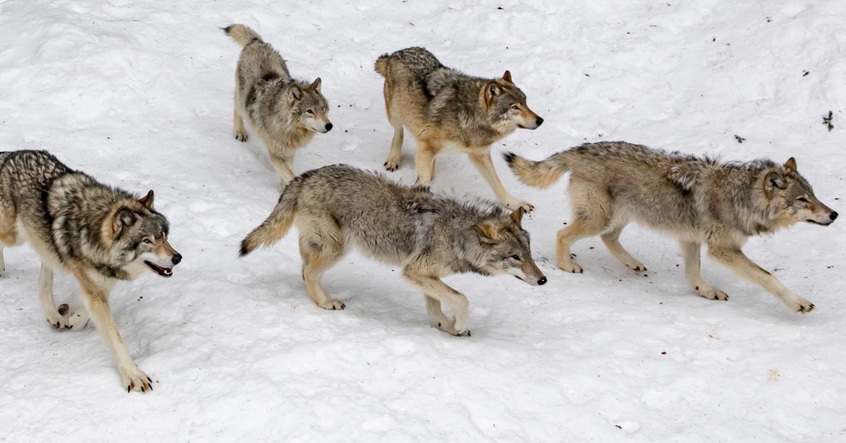 hn-wolf-pack-hunting-1200x628 hn-wolf-pack-hunting-1200x628