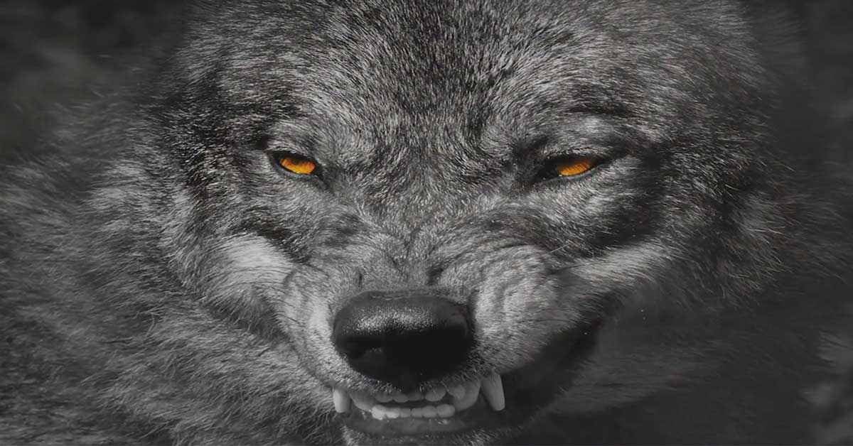 HN-Wolf_1200x628_20210827 HN-Wolf_1200x628_20210827