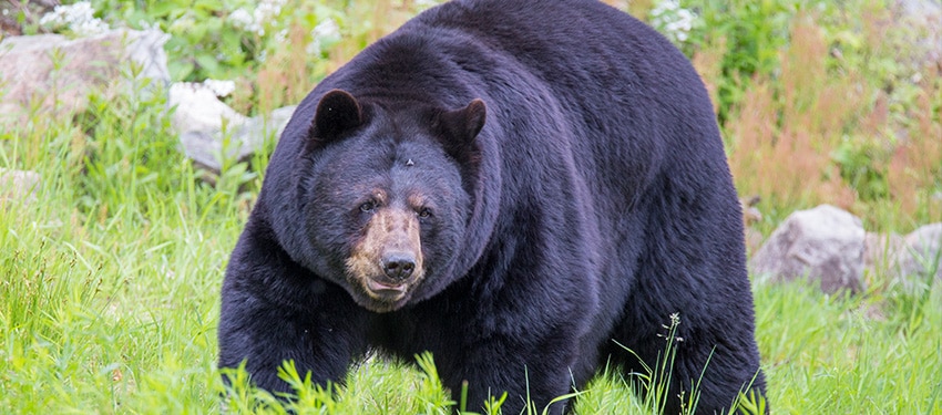 Hunter-Nation-2022-Dream-Hunt-Black-Bear-01-850x375