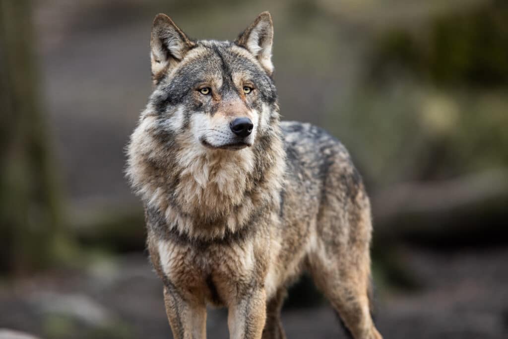 grey wolf