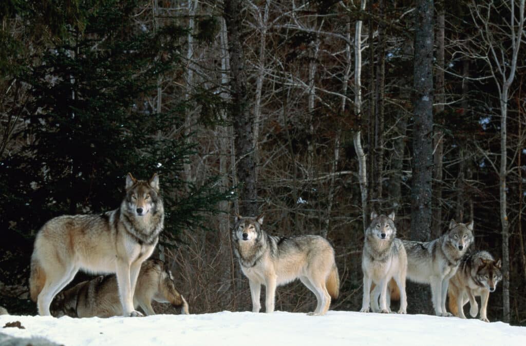 Gray Wolf Delisting Bill (H.R. 764) Passes U.S. House