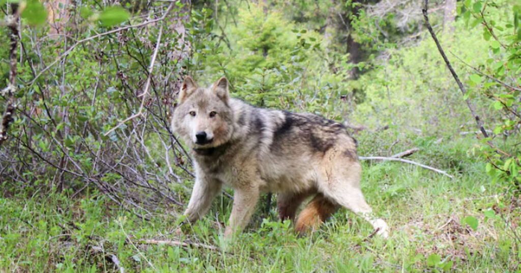 Tiffany gets wolf plan through house, calls it first step