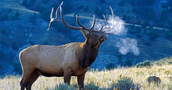 2025 Dream Hunts (150 Entries) - Image 3
