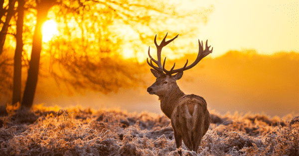 2025 Dream Hunts (150 Entries) - Image 5