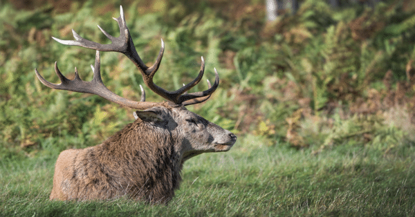 2025 Dream Hunts (150 Entries) - Image 7