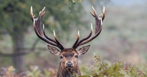 2025 Dream Hunts (150 Entries) - Image 8