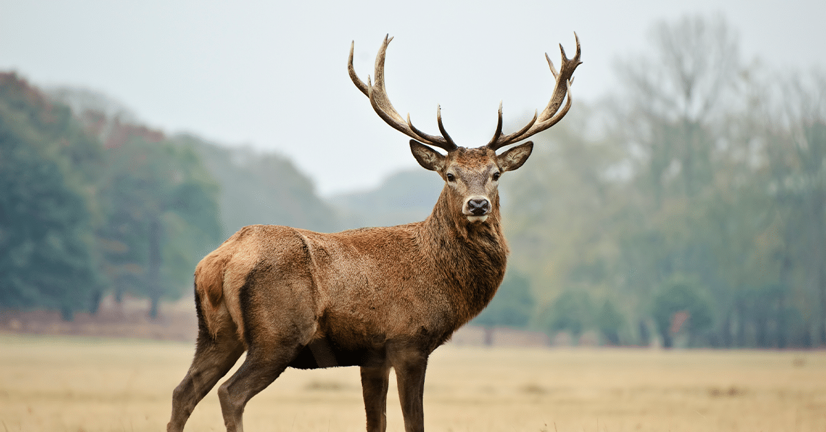 HN-Red-Stag-Hunt-2024_07_1200x628 HN-Red-Stag-Hunt-2024_07_1200x628